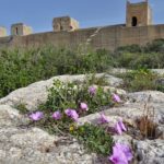 MURALLAS DE ALMERIA