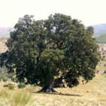La Peana